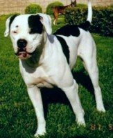 Americký buldog